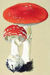 Botanische Tafel mit giftigem Pilz: Fliegenpilz (Amanita muscaria)