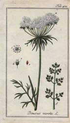 Botanisch: Karottenblüte - Karottenblüten und Blätter, Daucus carota. Handkolorierte Kupferstichgravur nach einer Zeichnung von B. Thanner aus Johannes Zorns „Icons plantarum medicinalium“, Deutschland