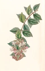 Botanische Illustration Abelia chinensis