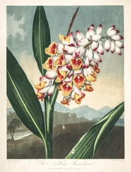 Botanische Illustration Alpinia zerumbet, Blume meiner Seele, Tränen der Jungfrau, Ingwerschale oder Blume des Paradieses
