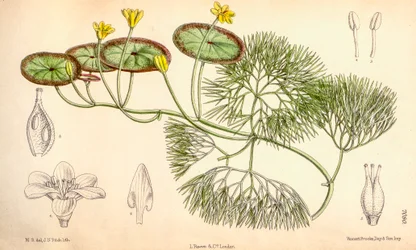 Botanische Illustration/Cabomba aquatica