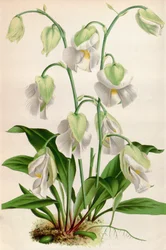 Botanische Illustration/Utricularia alpina/Alpen-Kannenpflanze