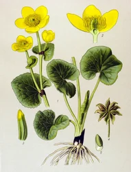 Botanische Tafel, giftige Pflanze: Sumpfdotterblume (Caltha palustris)