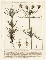 Indischer Wegerich, Plantago indica