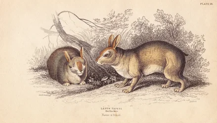 Brasilianisches Kaninchen