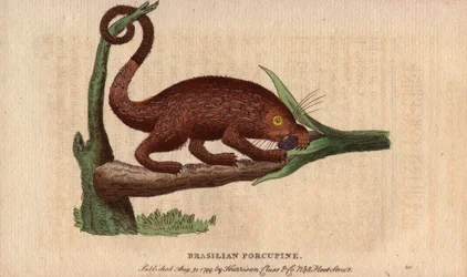 Brasilianisches Stachelschwein (Coendou prehensilis), halb-arborikoles amerikanisches Stachelschwein der tropischen Stämme, dessen Greifschwanz es ihm ermöglicht, auf Bäume zu klettern. Zeichnung von Thomas Pennant (1726-1798). Lithographie in The Naturali