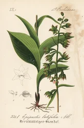 Breitblättrige Epitaktis - Breitblättrige Stendelwurz, Epipactis helleborine (Epipactis latifolia). Handkolorierte Lithographie aus Diederich von Schlechtendals Deutsche Flora (Flora von Deutschland), Jena
