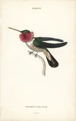 Breitschwanzkolibri, Selasphorus platycercus (Dreifarbiger Kolibri, Trochilus tricolor). Handkolorierter Stahlstich von William Lizars aus Sir William Jardines „Naturalist