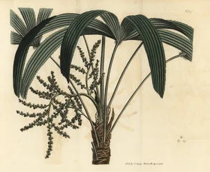 Breitblättrige Steckenpalme