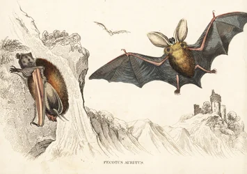 Braunes Langohren oder Gemeines Langohren. Handkolorierte Stahlgravur aus Georg Friedrich Treitschkes Galerie der Naturgeschichte, Naturhistorischer Bildersaal des Thierreiches, Leipzig-1842.