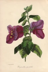 Buginvillaea spectabilis (Die Bougainvillea). Handkolorierte Lithographie gezeichnet von Samuel Holden für Sir Joseph Paxton in "Magazine of Botany", London, W.S. Orr
