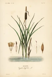 Rohrkolben oder Breitblättriger Rohrkolben, Typha latifolia