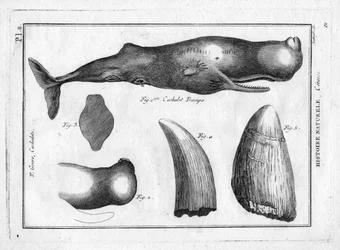 Pottwaltrumpo in „Encyclopédie Méthodique des trois Règnes de la Nature“ von Pierre Joseph Bonnaterre (1762-1804). Paris 1784