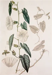 Calystegia sepium/Convolvulus sepium/Heckenwinde