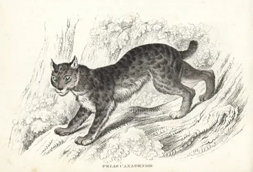 Kanadischer Luchs, Lynx canadensis (Felis canadensis). Handkolorierte Lithographie aus Georg Friedrich Treitschkes Galerie der Naturgeschichte, Naturhistorischer Bildersaal des Tierreiches, Leipzig-1842