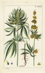 Cannabispflanze, Cannabis sativa
