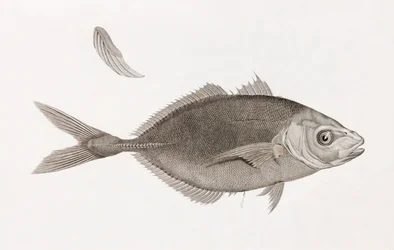 Caranx Lune (Nahaufnahme)