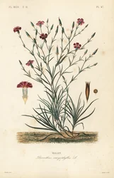 Nelke, Dianthus caryophyllus