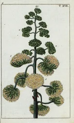 Jahrhundertpflanze, Agave americana