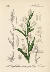 Schwertblättrige Waldvöglein, Cephalanthera longifolia (Cephalanthera pallens). Handkolorierte Lithographie aus Diederich von Schlechtendals Deutsche Flora (Flora von Deutschland), Jena