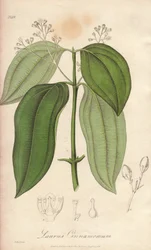 Ceylon-Flötenmaschine (Cinnamomum verum) - Illustration aus „Medical Botanical, Description of the Medicinal Plants of London, Edinburgh, and Dublin“ von John Stephenson und James Morss Churchill