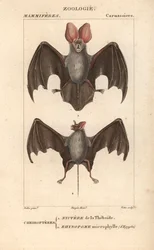 Fledermaus: Nyctere der Thebais und Rhynopome microphyll aus Ägypten - Radierung von Jean Gabriel Pretre (1780-1845), graviert von Carnonkel, für das Wörterbuch der Naturwissenschaften: Säugetiere von Frederic Cuvier, herausgegeben von Pierre Jean Francois
