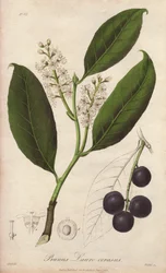 Kirschlorbeer oder Lorbeer-Mandel oder Lorbeer-Pame oder Trebizond-Lorbeer (Prunus Lauro-cerasus) - Illustration aus „Medical Botanical, Description of the Medicinal Plants of London, Edinburgh and Dublin“ von John Stephenson und James Morss Churchill