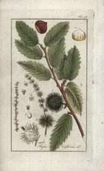 Kastanie (Castanea sativa). Lithographie aus „Afbeelding der Artseny-Gewassen“ von Johannes Zorn (1739-1799), Niederlande