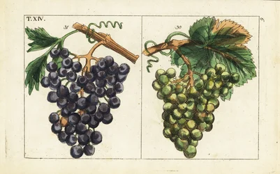 Chiavenna-Trauben, Pinot Noir-Trauben, Vitis vinifera