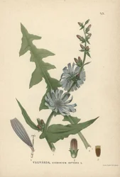 Wegwarte, Cichorium intybus