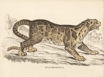 Nebelparder, Neofelis nebulosa. Handkolorierter Stahlstich aus Georg Friedrich Treitschkes Naturhistorischer Bildersaal des Thierreiches, Leipzig-1842.
