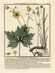Scharfer Hahnenfuß, Ranunculus acris