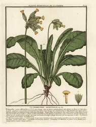 Echte Schlüsselblume, Primula veris