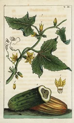 Gurke, Cucumis sativus