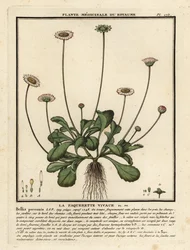 Gänseblümchen