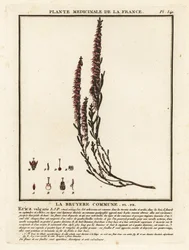 Besenheide, Calluna vulgaris