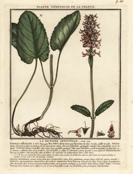 Heilziest, Stachys officinalis