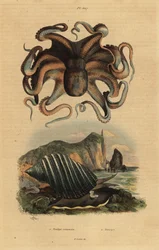 Gemeiner Krake, Octopus vulgaris 1, und Meeresschnecke, Dicathais orbita 2