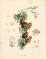 Gemeine oder Europäische Lärche - Weiße Lärche, Larix decidua (Larix europaea), Blatt, Zweig und Zapfen. Handkolorierte Zinkographie von C. Chabot, gezeichnet von Miss M. A. Burnett aus ihrem Plantae Utiliores: or Illustrations of Useful Plants, Whittaker,