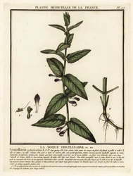 Gewöhnlicher Helmkraut, Scuttelaria galericulata