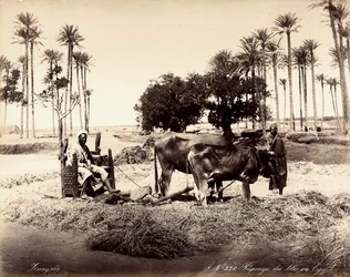Getreideernte in Ägypten.
