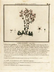 Korsischer Mauerpfeffer, Sedum dasyphyllum