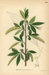 Bruchweide, Salix fragilis