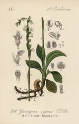 Kriechende Goodyere - Kriechende Wendelähre, Goodyera repens. Handkolorierte Lithographie aus Diederich von Schlechtendals Deutsche Flora (Flora von Deutschland), Jena