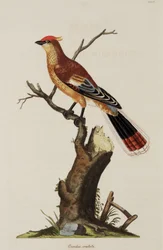Haubenkuh