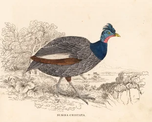 Haubenperlhuhn, Guttera pucherani. Handkolorierter Stahlstich aus Georg Friedrich Treitschkes Naturhistorischer Bildersaal des Thierreiches, Leipzig.