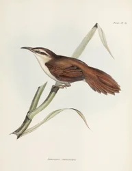 Krummenschnabel-Schilfjäger, Argentinien, ca. 1832-1836