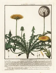 Löwenzahn, Taraxacum campylodes