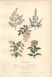 Dekorative botanische Drucke mit Tamarinde, Johannisbrotbaum, Keuschbaum, Berberitze und Schneeball