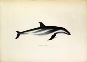 Delphinus Fitz-Royi Schwarzer Delfin oder Fitzroy nach dem Namen von Kapitän Robert Fitzroy der Beagle. Tafel aus „The zoology of the voyage of H.M.S. Beagle. described by John Gould, with notice of their habits by Charles Darwin“